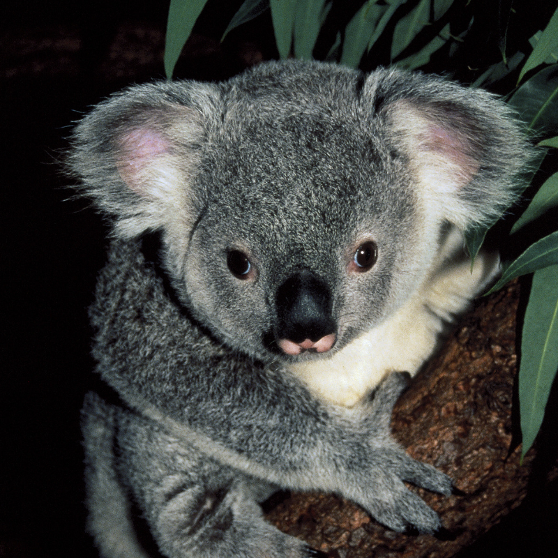 3 Ways to Have a Koala Experience