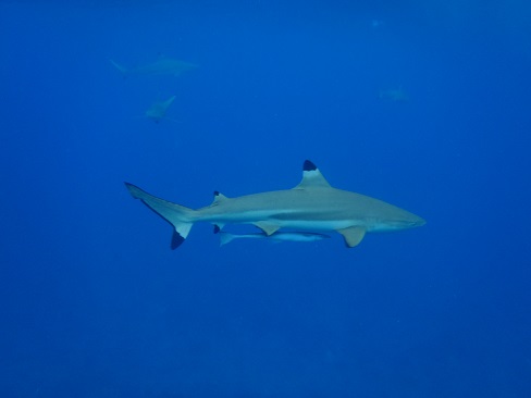 Bora Bora Shark and Sting Ray Excursion