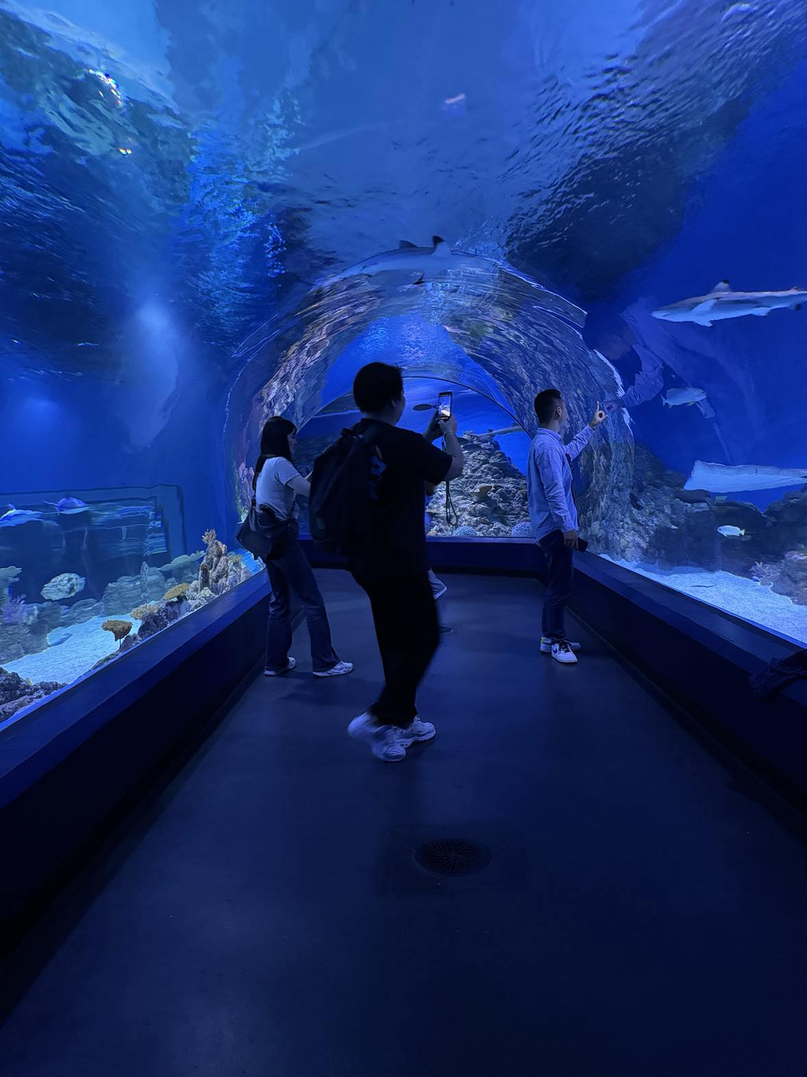 Exploring the Wonders of Cairns Aquarium: A Must-Visit Gem in the Heart of Cairns